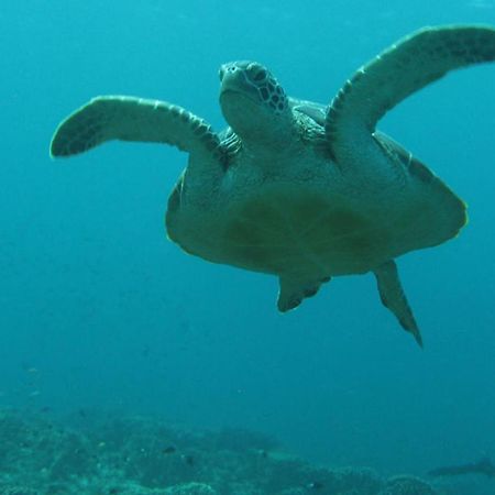 Gili Pirates Dive & Bnb Gili Trawangan Luaran gambar
