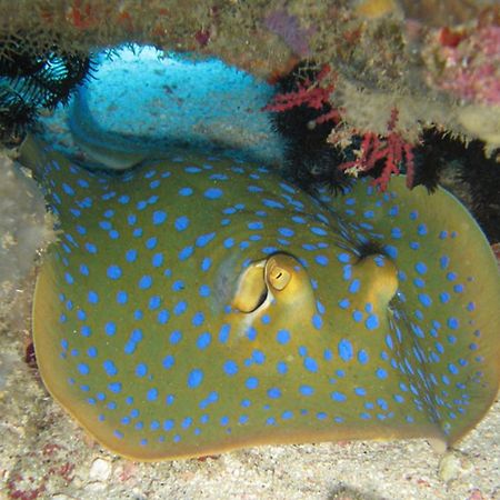 Gili Pirates Dive & Bnb Gili Trawangan Luaran gambar