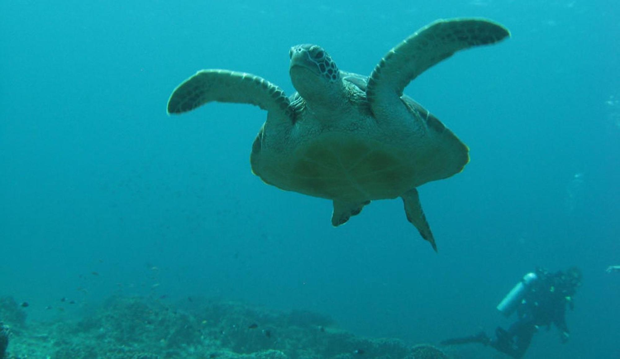 Gili Pirates Dive & Bnb Gili Trawangan Luaran gambar