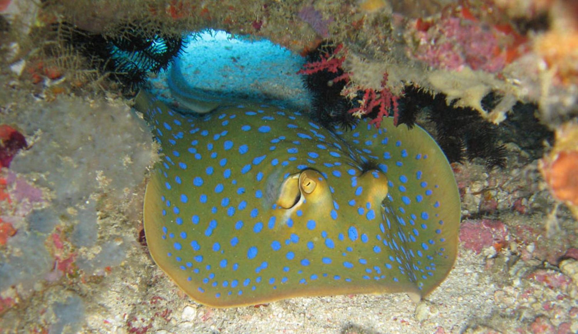 Gili Pirates Dive & Bnb Gili Trawangan Luaran gambar