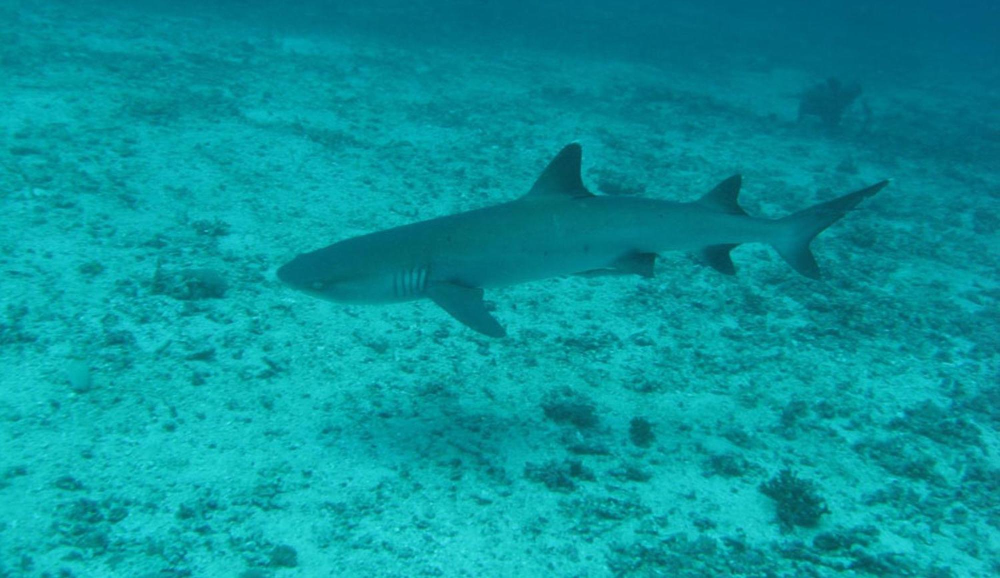 Gili Pirates Dive & Bnb Gili Trawangan Luaran gambar